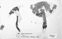 Tricholoma saponaceum image